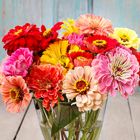 Zinnia, California Giant Mix (Organically Grown Seeds)