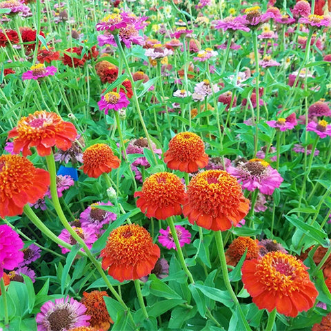 Zinnia, Cupcake Mix (Organically Grown Seeds)