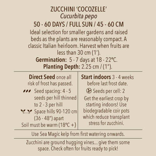 Zucchini, Cocozelle (Organically Grown Seeds)
