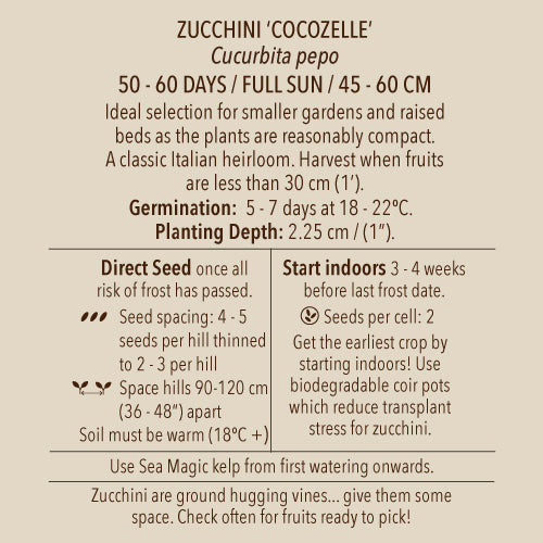 Zucchini, Genovese (Organically Grown Seeds)