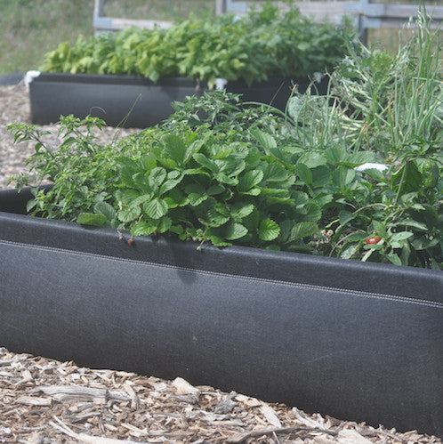 Geoplanter Raised Bed