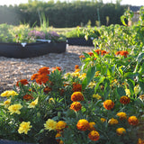 Geoplanter Raised Bed