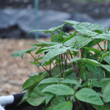 Geoplanter Raised Bed