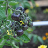 Geoplanter Raised Bed