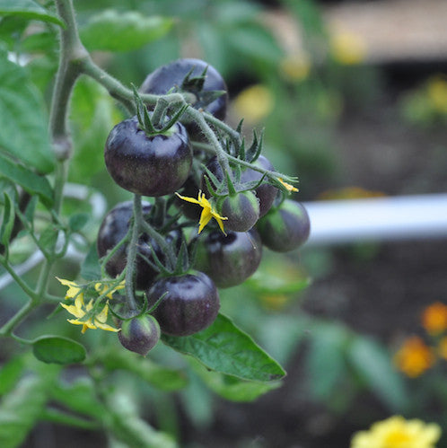 Geoplanter Raised Bed