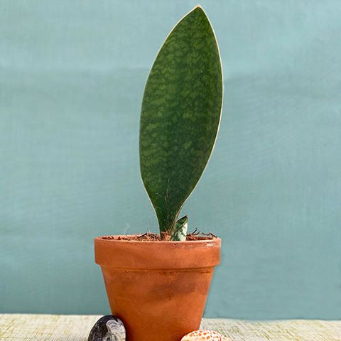 Sansevieria Whale Fin - Live Plant
