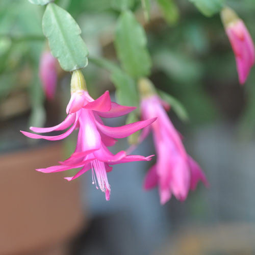 Tips for growing Christmas Cactus (and getting them to bloom!)