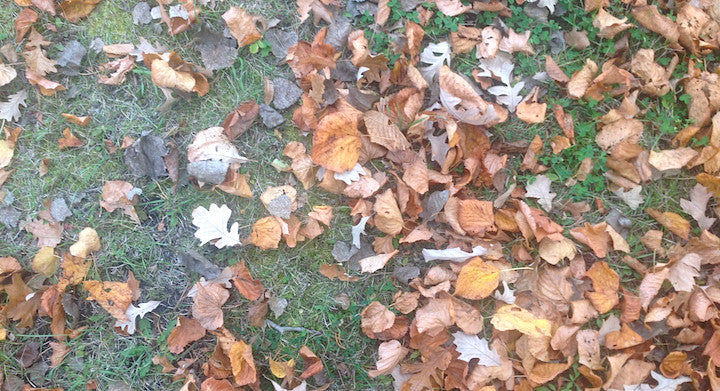 What are the benefits of leaf litter?