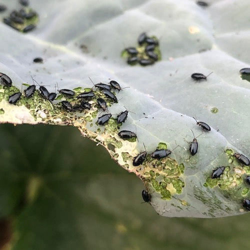 Tips for managing summer flea beetles
