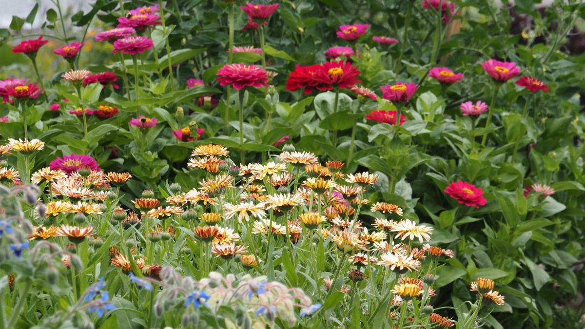 The opportunities of late summer...