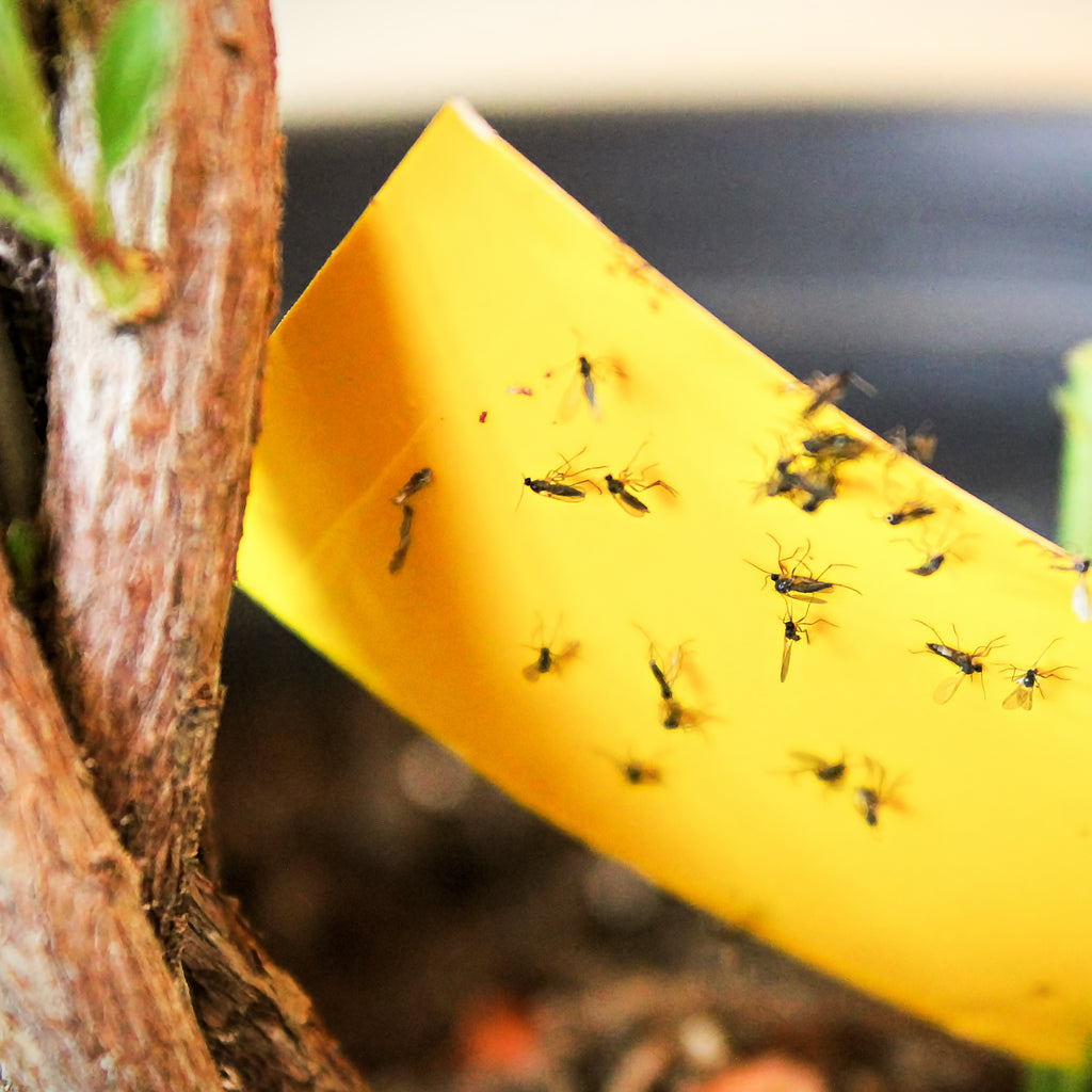 How to Get Rid of Gnats on Indoor Herbs • Longbourn Farm