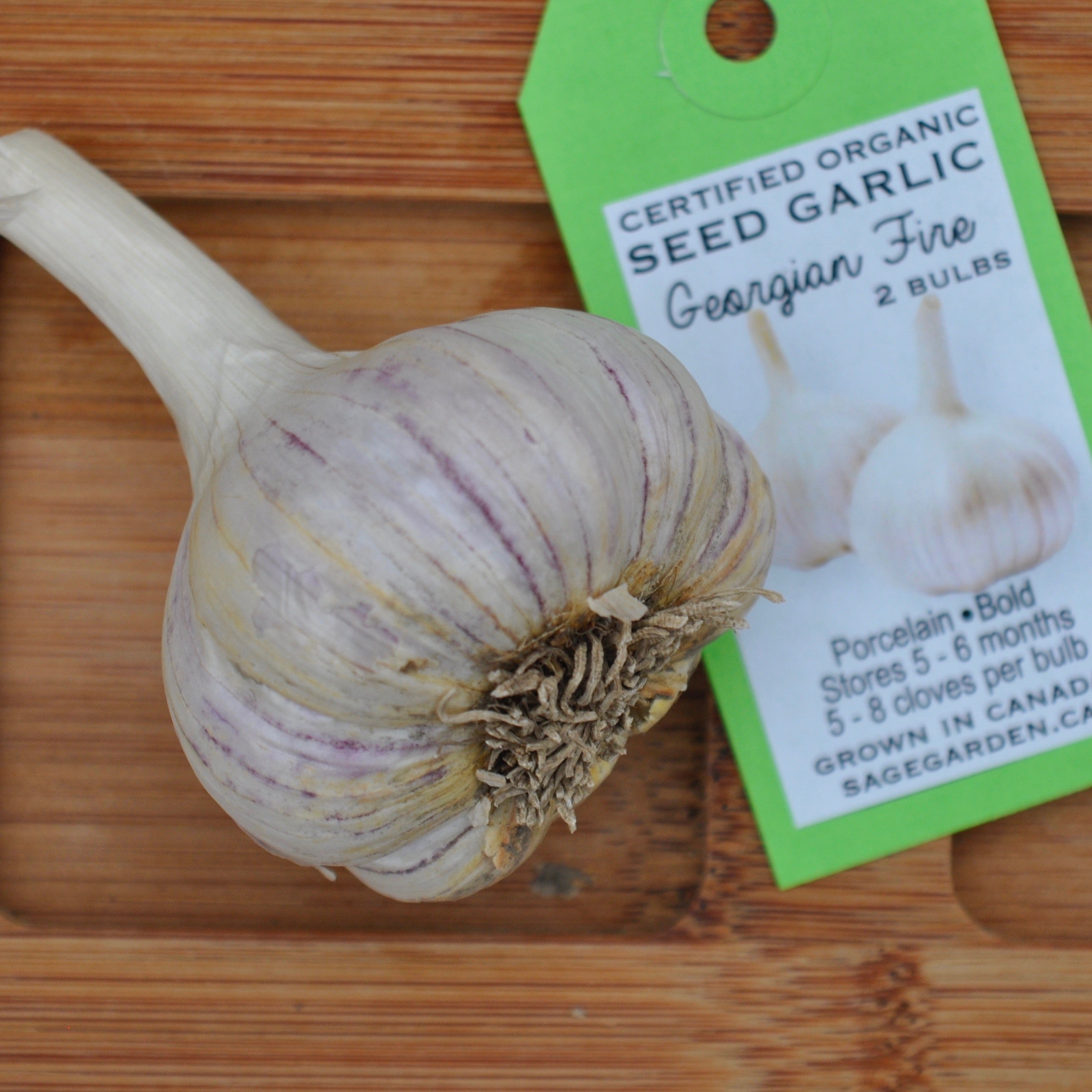 Digging your Garlic & Potatoes