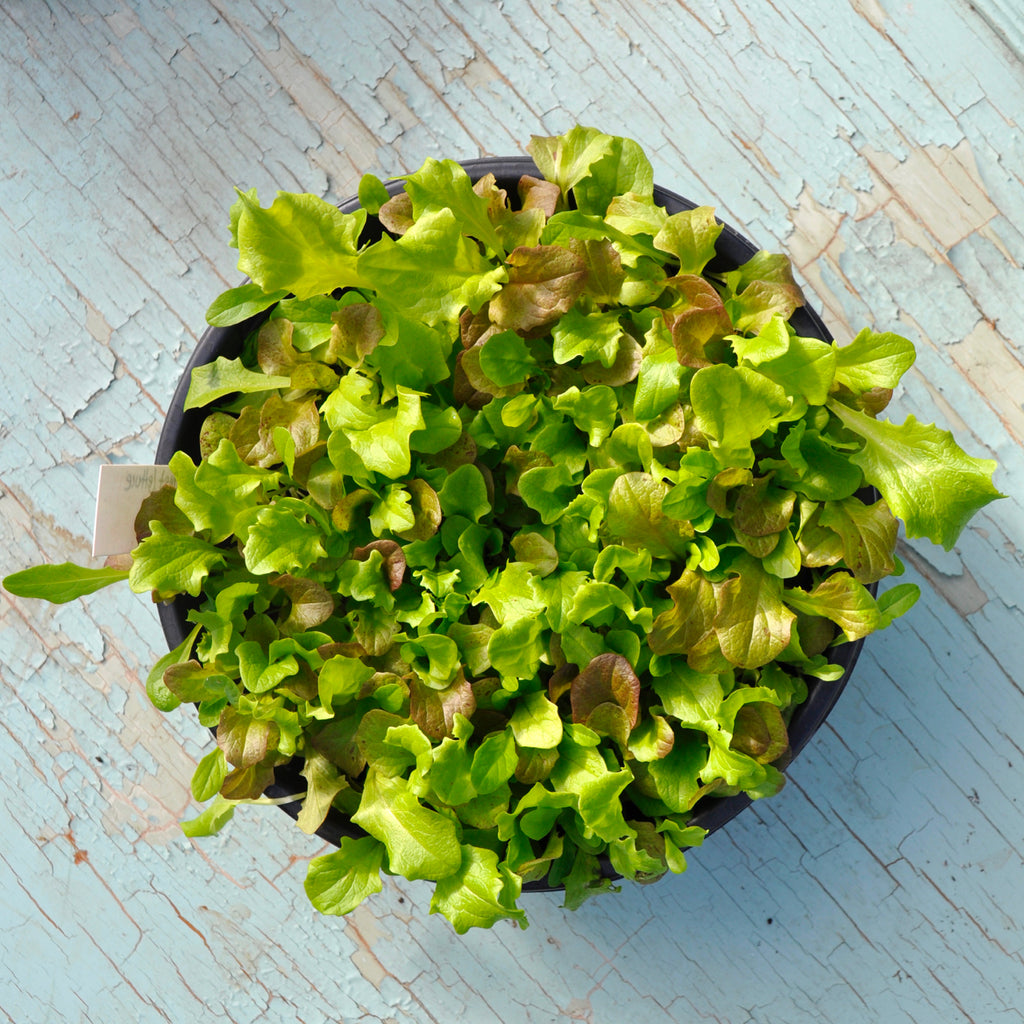 January Pick-Me-Up #4 - Indoor Organic Baby Greens!