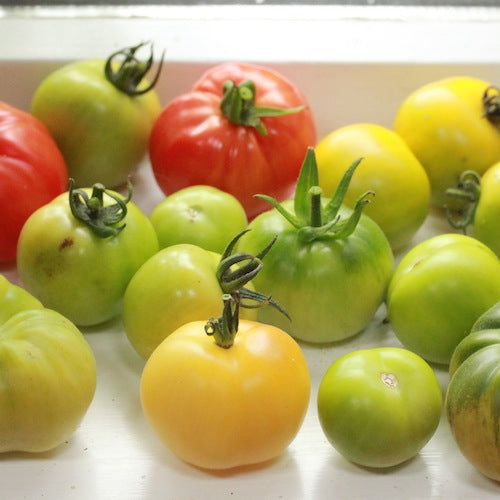 How come my tomatoes are stalled at green?