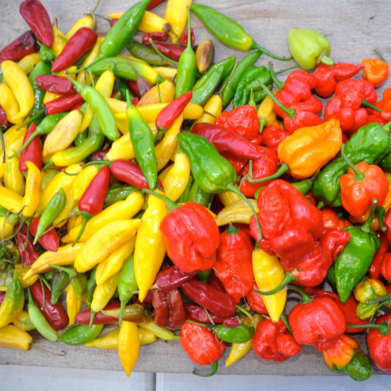 Tips for starting peppers, eggplant and artichokes from seed...