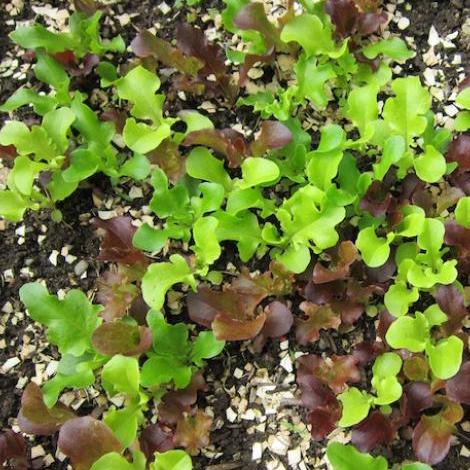 Lettuce woes at the grocery store?  Grow your own!
