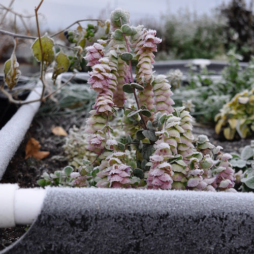Helping GARDENERS make the transition to winter