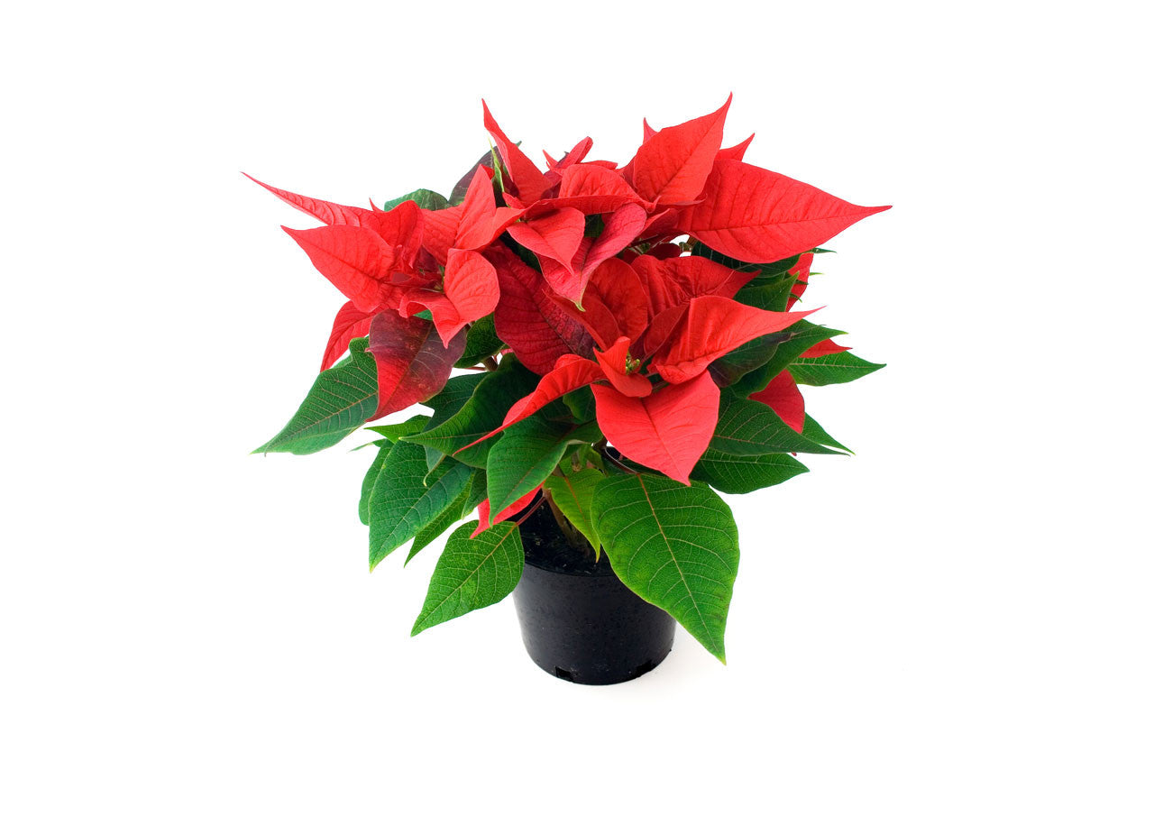 How to get over wintered poinsettias to turn red for the holidays