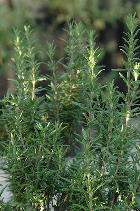 Tips for wintering rosemary indoors