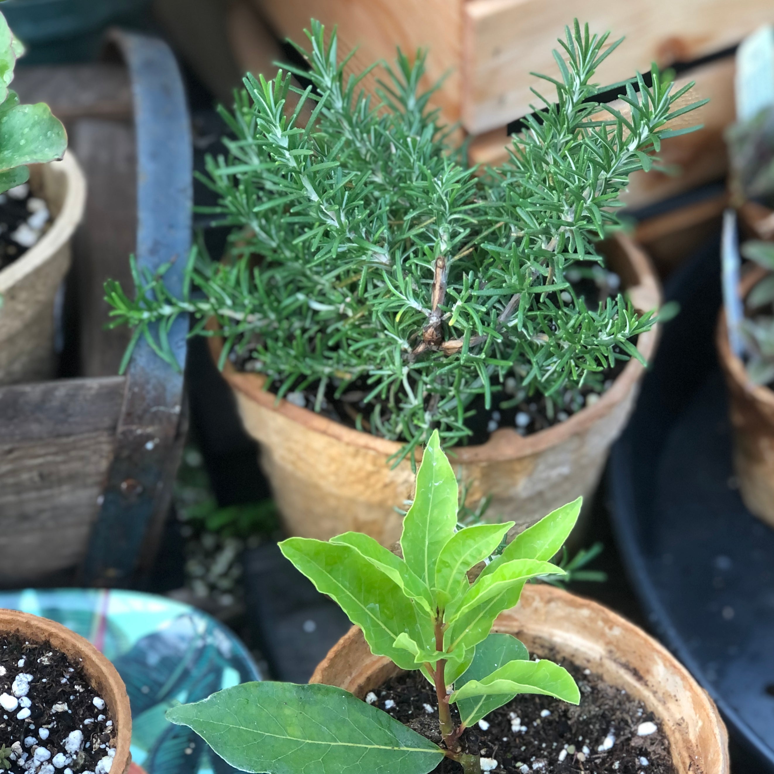 The best way to keep Mediterranean herbs indoors through winter ...