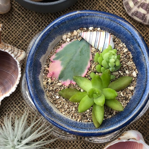 January project: Growing succulents from leaf and stem cuttings