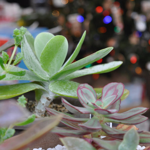 Tips for Indoor Succulent Care