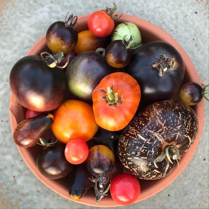How to tell if your purple (or other non-red) tomatoes are ripe?