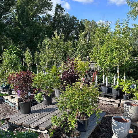 Mid-Summer SALE - Orchard Plants