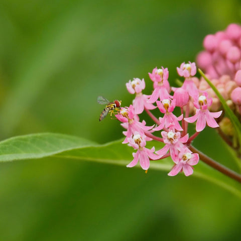 Milkweed in SureRoot Plug Packs