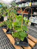 Live Plant - Ayahuasca (Banisteriopsis caapi)