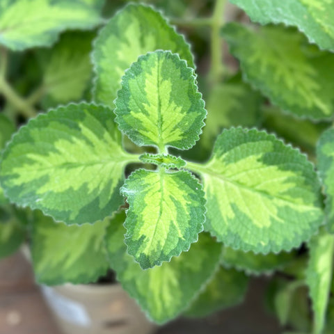 Live Plant - Variegated Broadleaf Thyme (Plectranthus amboinicus Variegata)