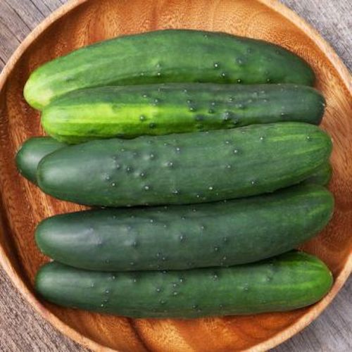 Cucumber, South Wind (Certified Organic Seeds)
