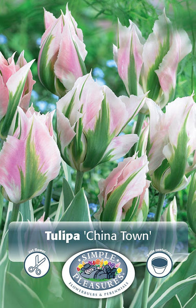 Bulbs - Tulip 'China Town' - PRE-ORDER FOR FALL 2025