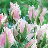 Bulbs - Tulip 'China Town' - PRE-ORDER FOR FALL 2025