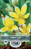 Bulbs - Tulip 'Tarda dasystemon' - PRE-ORDER FOR FALL 2025