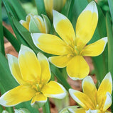 Bulbs - Tulip 'Tarda dasystemon' - PRE-ORDER FOR FALL 2025