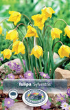 Bulbs - Tulip 'The Woodland Tulip' - PRE-ORDER FOR FALL 2025