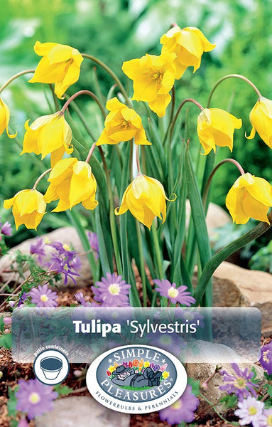Bulbs - Tulip 'The Woodland Tulip' - PRE-ORDER FOR FALL 2025