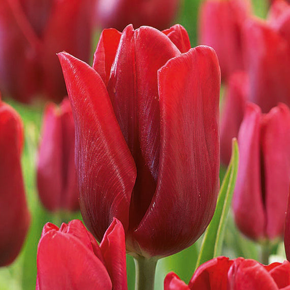 Bulbs - Tulip 'Ruby Prince' - PRE-ORDER FOR FALL 2025