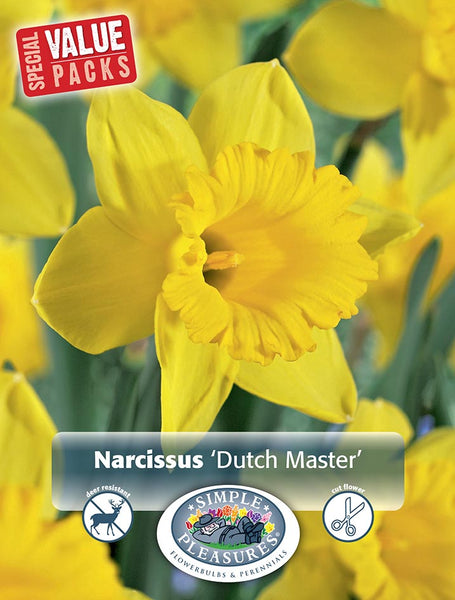Bulbs - Daffodil 'Dutch Master' - PRE-ORDER FOR FALL 2025