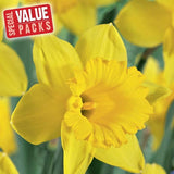 Bulbs - Daffodil 'Dutch Master' - PRE-ORDER FOR FALL 2025