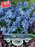 Bulbs - Scilla 'Siberian Squill' - PRE-ORDER FOR FALL 2025