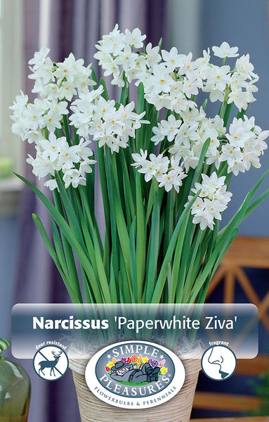 Bulbs (Indoor) - Daffodil 'Paperwhite Ziva' - PRE-ORDER FOR FALL 2025