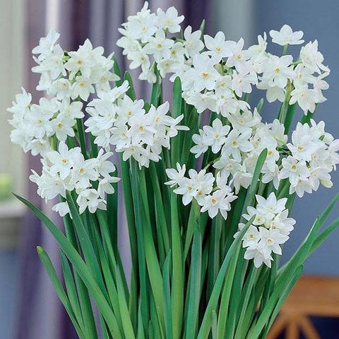 Bulbs (Indoor) - Daffodil 'Paperwhite Ziva' - PRE-ORDER FOR FALL 2025