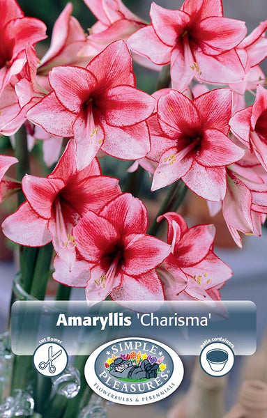 Bulbs (Indoor) - Amaryllis 'Charisma' - PRE-ORDER FOR FALL 2025
