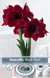 Bulbs (Indoor) - Amaryllis 'Black Pearl' - PRE-ORDER FOR FALL 2025