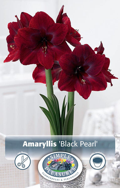 Bulbs (Indoor) - Amaryllis 'Black Pearl' - PRE-ORDER FOR FALL 2025