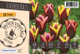 Bulbs - Tulip 'Striped Bats' - PRE-ORDER FOR FALL 2025