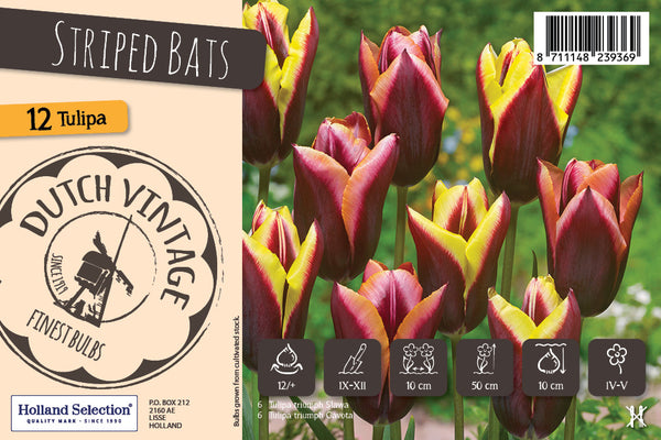 Bulbs - Tulip 'Striped Bats' - PRE-ORDER FOR FALL 2025