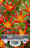 Bulbs - Tulip 'Go-Go Red' (Lily-Flowering) - PRE-ORDER FOR FALL 2025
